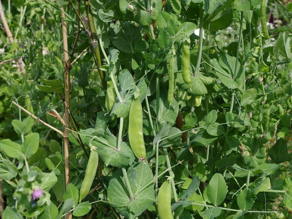 ��� ���������� ����� � ����� ���� ��� ��������� ������