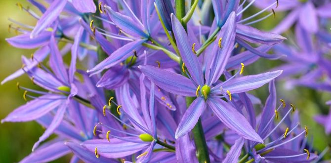 Камассия: Цветок, который украсит ваш сад