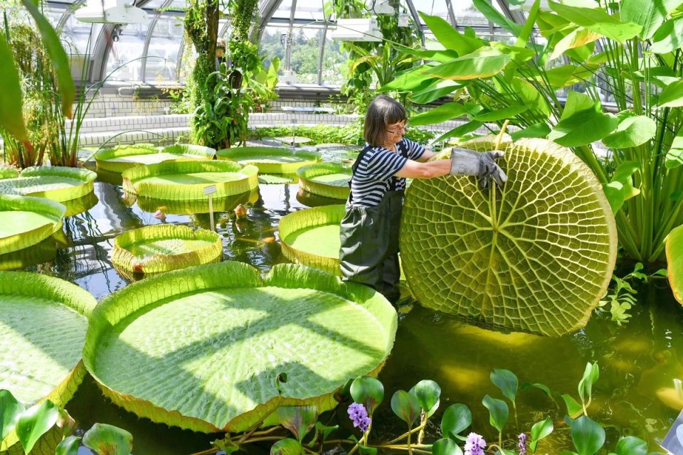 ��� ������� ����������� �����������: ������������ ������� �� ���� ��������