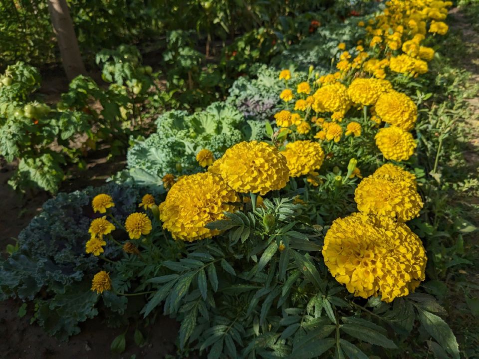 Секреты цветочного бюджета: сколько стоит сад однолетников?