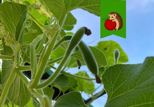 Неудачное растение: что не стоит сажать в 2026 году