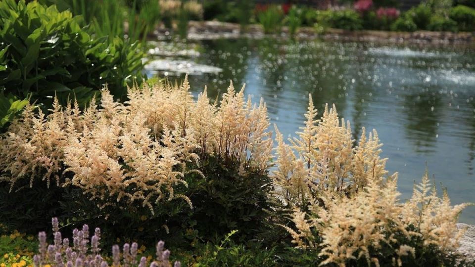 Идеальные многолетники для осенней посадки