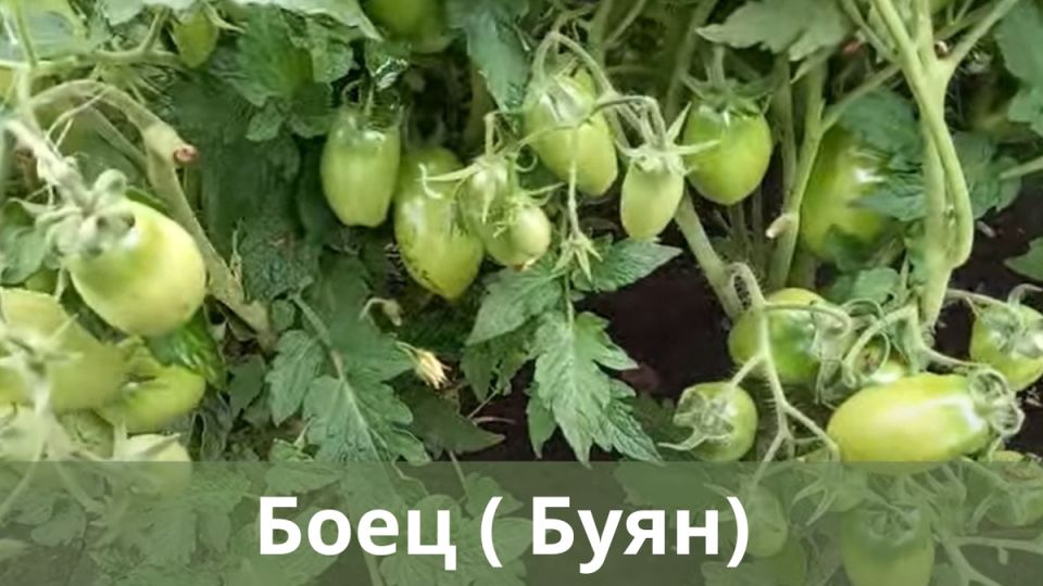 ����� ����: ������������� ����� ��������� ��������