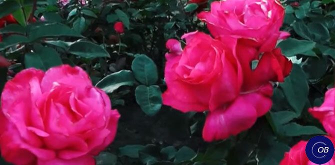 ������ ����� � ������ ����� ��� ������� ��� � ��������� �������