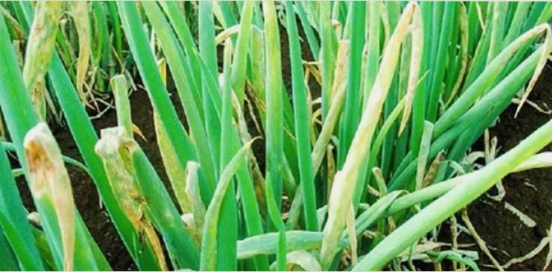 ����� ������� ����: ��� ������� �������� � ������ ������