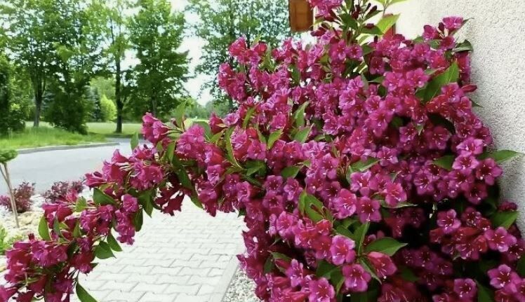 Вейгела: секреты ухода и яркое цветение в вашем саду