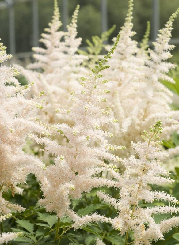 ��� ��������� ������ ��������: ������ ��� ���������