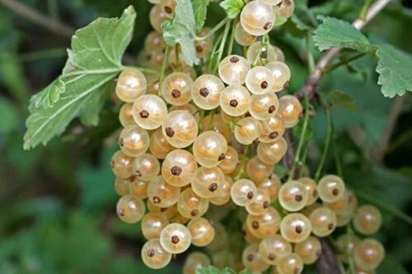 ��������� �����: ��������� ����� ��� ������ ����