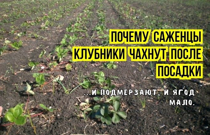 ��� ��������� ������ �������� ������: ��� ������� ������, ��������� ���������� ������