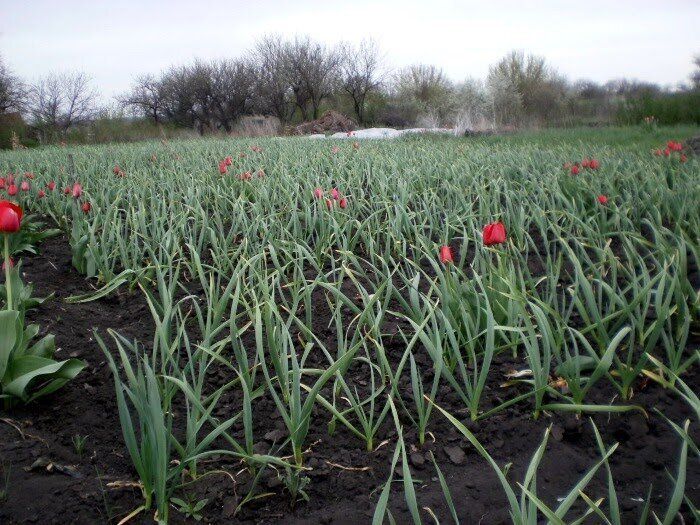 ������ ������� ������ ������� � ��� ������� �� ������