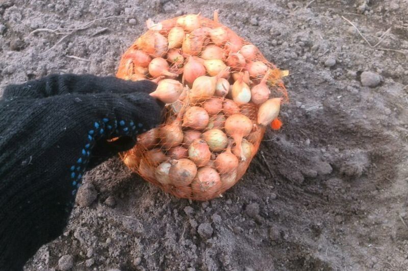 ����� � ��� ������ ���: ������� ������� ��� ������������ ������